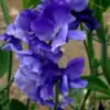 Siererwt Lathyrus Odoratus Royal Blue
