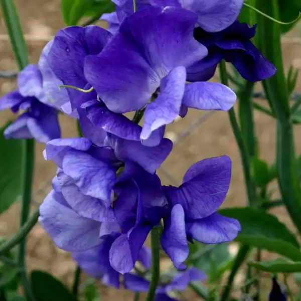 Siererwt Lathyrus Odoratus Royal Blue