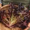 Pluksla red salad bowl