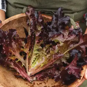 Pluksla red salad bowl