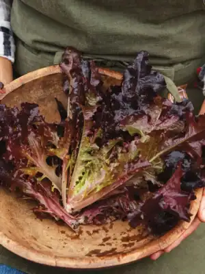Pluksla red salad bowl