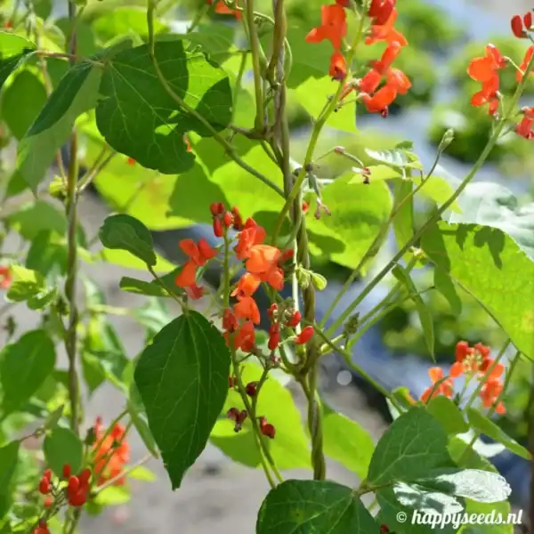 pronkbonen3-1024x1024 Pronkbonen Streamline