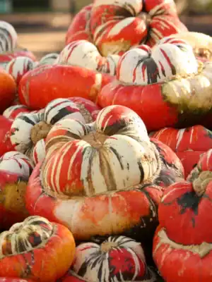 Sierkalebassen Turkse Muts