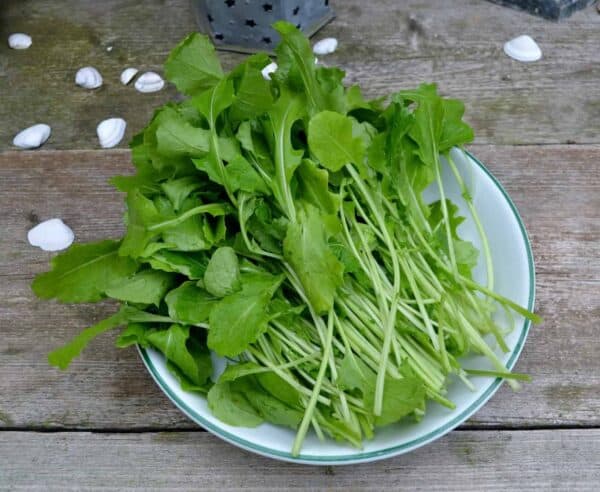 raapstelen Raapstelen Gewone groene