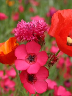 Zomerbloemen Mix Rood Zomerbloemen Mix Rood