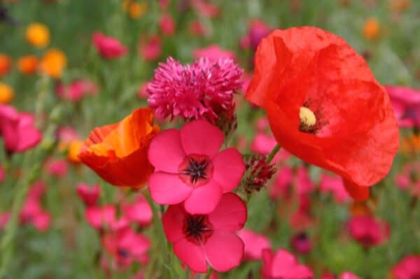 Zomerbloemen Mix Rood Zomerbloemen Mix Rood