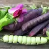 Capucijners Ezetha's Krombek Blauwschok