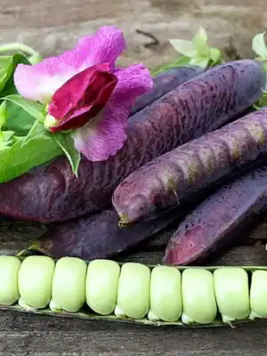 Capucijners Ezetha's Krombek Blauwschok