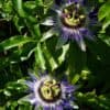 Passiflora caerulea Passiflora caerulea