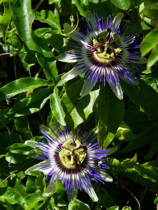 Passiflora caerulea Passiflora caerulea