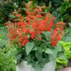 Salvia Scarlet Queen Salvia Scarlet Queen