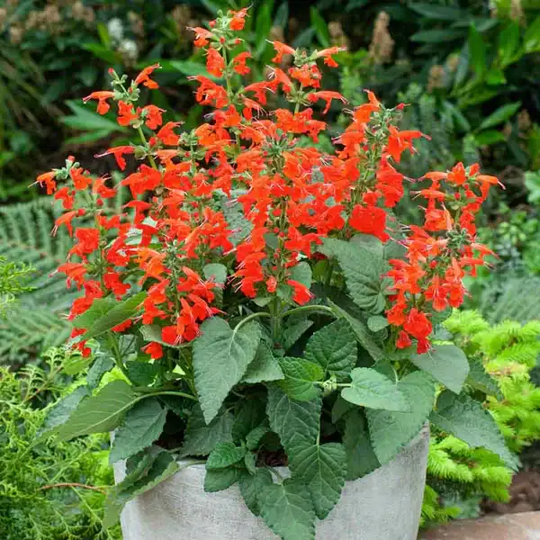 Salvia Scarlet Queen Salvia Scarlet Queen