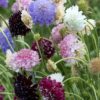 Scabiosa atropurpurea Mix