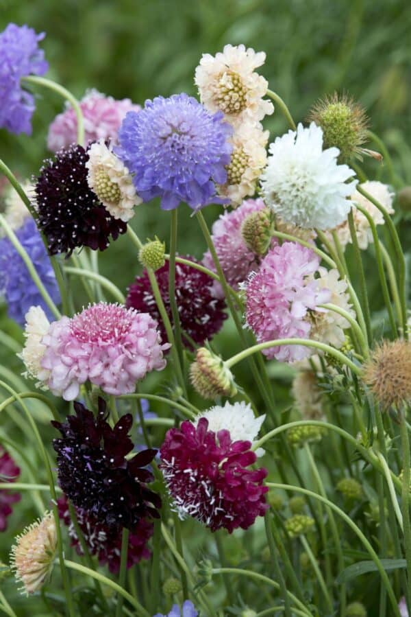 Scabiosa atropurpurea Mix