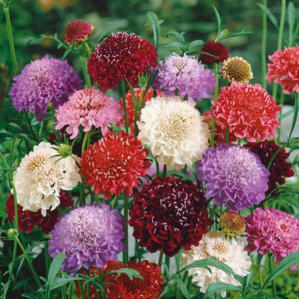 Scabiosa atropurpurea Mix
