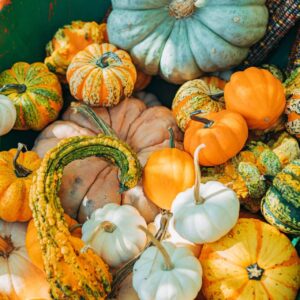 Sierkalebassen Groot Gemengd