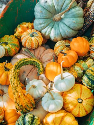 Sierkalebassen Groot Gemengd