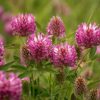 Rode klaver - Trifolium pratense