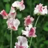 Siererwt Lathyrus Odoratus Wiltshire Ripple
