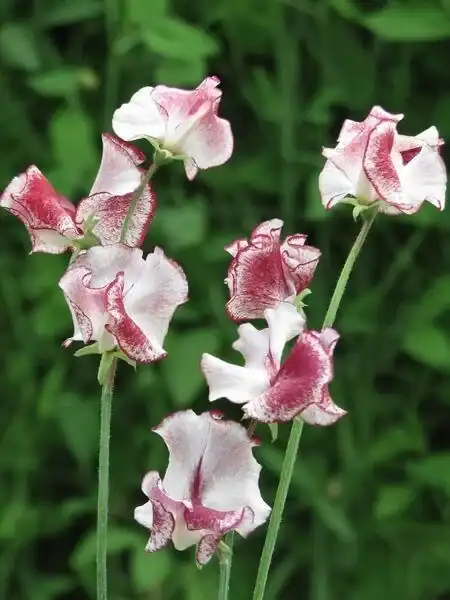 Siererwt Lathyrus Odoratus Wiltshire Ripple