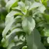 stevia plant Stevia plant