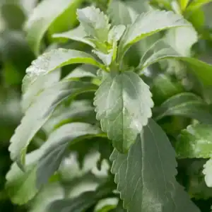 Stevia plant