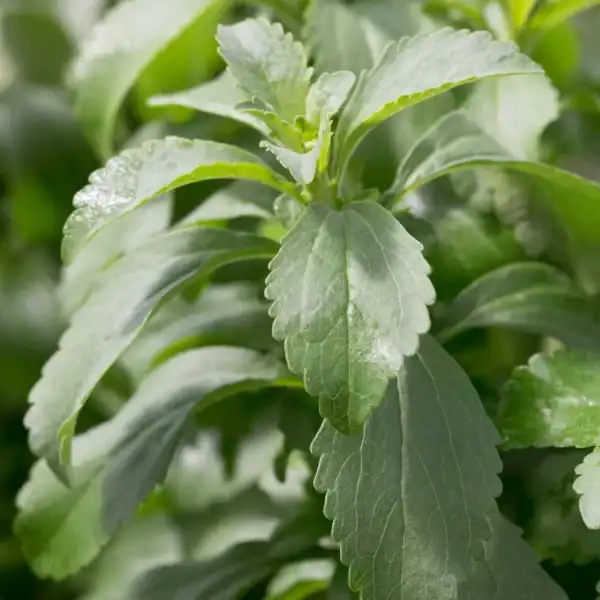 stevia plant Stevia plant