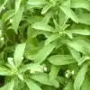 stevia plant bloem Stevia bloem