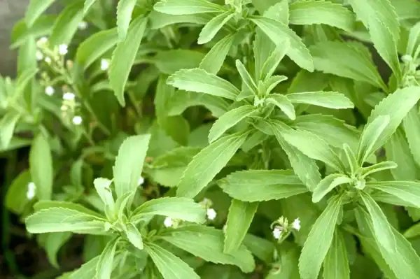 stevia plant bloem Stevia bloem