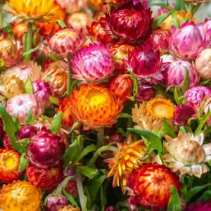 Strobloem Helichrysum Monstrosum Dubbel Gemengd