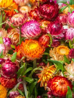Strobloem Helichrysum Monstrosum Dubbel Gemengd