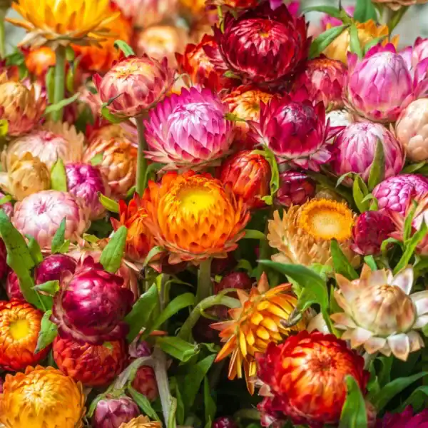 Strobloem Helichrysum Monstrosum Dubbel Gemengd Strobloem Helichrysum Monstrosum Dubbel Gemengd