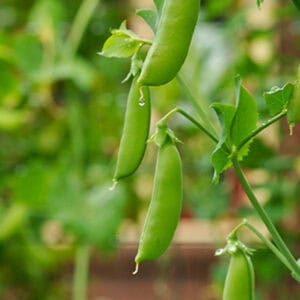 Sugar snaps