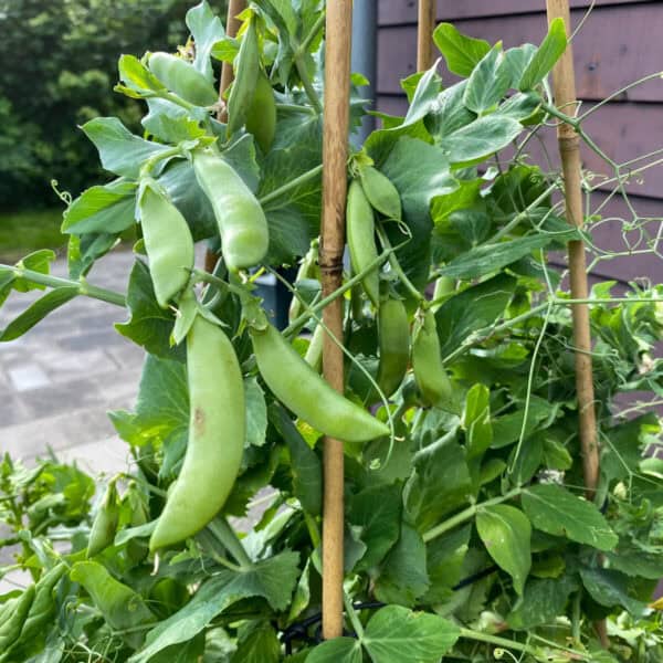 Peulen Sugar Snaps