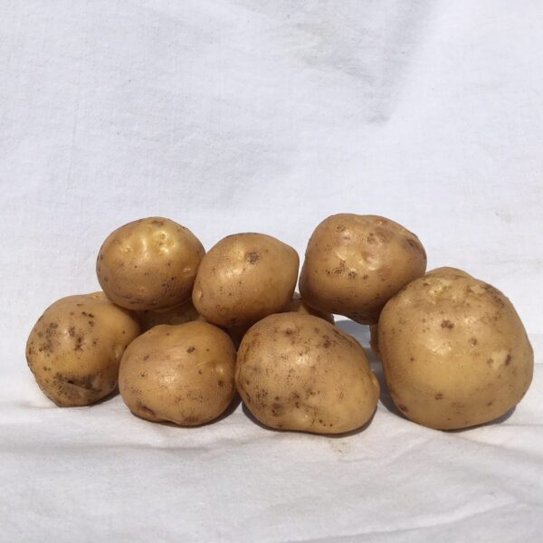 pootaardappel suprise