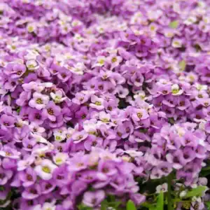 Alyssum Compactum Violet Queen