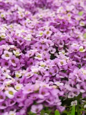 Alyssum Compactum Violet Queen Alyssum Compactum Violet Queen