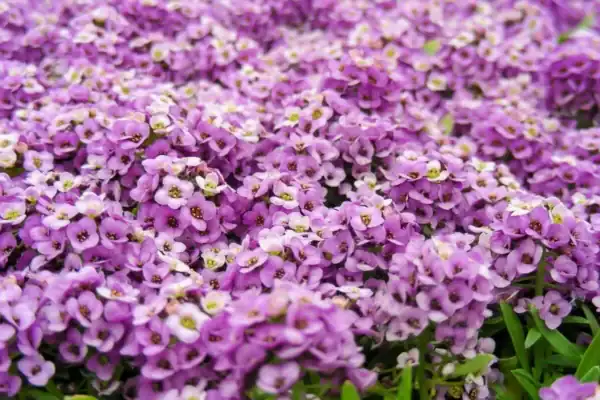 Alyssum Compactum Violet Queen