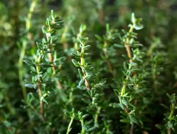 Buzzy Organic Tijm BIO