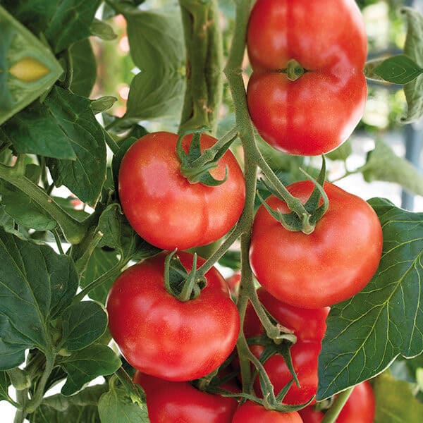 tomatenzaadje-28203 Tomaten Pyros F1