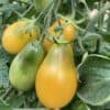 Buzzy Organic Tomaat Yellow Pearshaped BIO Buzzy Organic Tomaat Yellow Pearshaped BIO