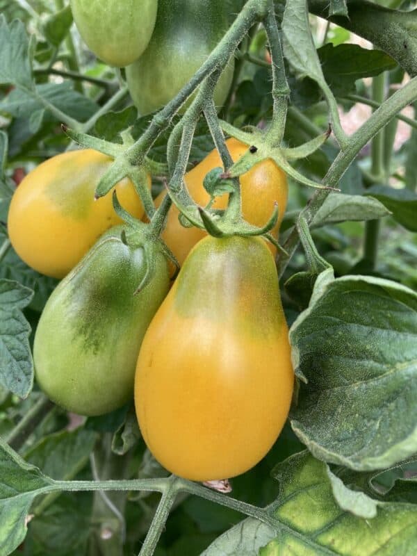 Buzzy Organic Tomaat Yellow Pearshaped BIO