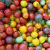 Kerstomaat Cherry mix