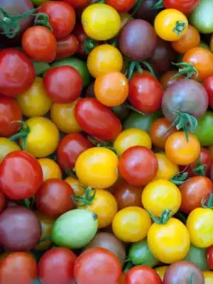 Kerstomaat Cherry mix