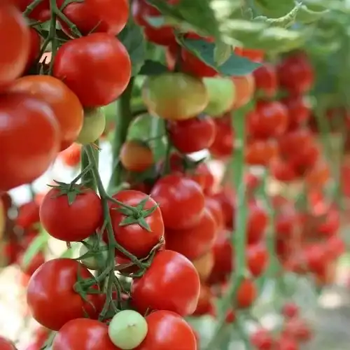 tomatoes_trusses_500 Tomaten Moneymaker