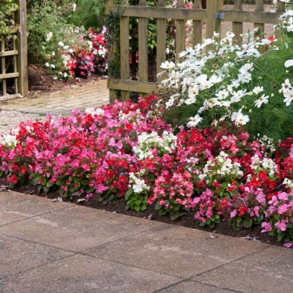 Begonia semperflorens Mix Begonia semperflorens Mix