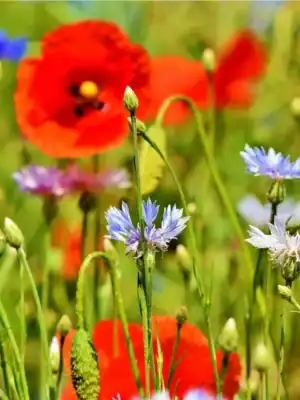 akkerflora mix akkerflora mix