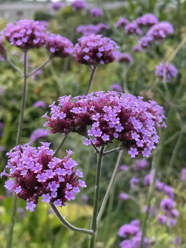 IJzerhard Verbena Bonariensis