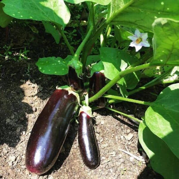 Aubergine Violetta Lunga