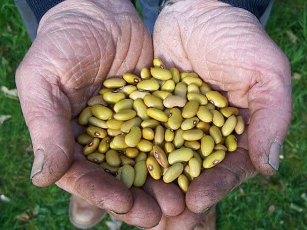 Stambonen Friese Gele Woudbonen